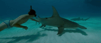 trailer GIF by Sharkwater Extinction