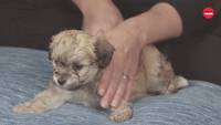 Puppy Massage