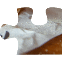 Puzzle Sticker by Eatpickl