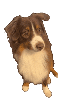 Sam Hund Sticker by Tina Voß GmbH