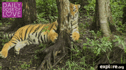 baby animal love GIF by explore.org