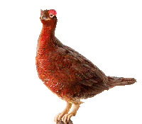 Whisky Sticker by The Famous Grouse