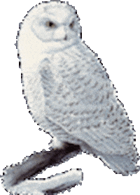 harry potter owl Sticker