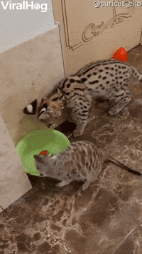 Savannah Kitten Bops Meercat