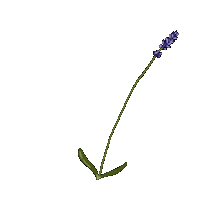 Lavender 花 Sticker by Illustrator.aki