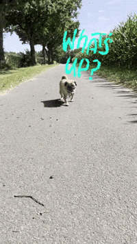 Dog Hello GIF