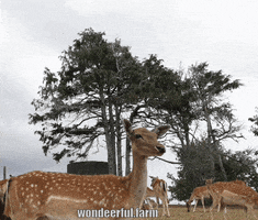 Wildlife Deer GIF by Wondeerful farm