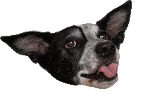 Dog Puppy Sticker by Lyka Pet Food