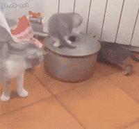 training potty GIF