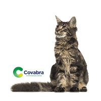 Covabra Petestar Pet Sticker by Covabra Supermercados