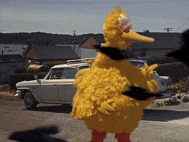 Sesame Street Bird GIF by Bell Brothers