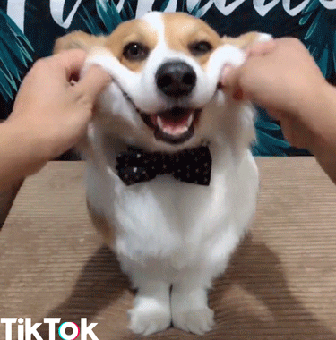 dog smiling GIF by TikTok