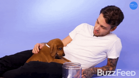 Liam Payne Puppies GIF by BuzzFeed
