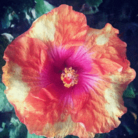 Flower GIF by Justin