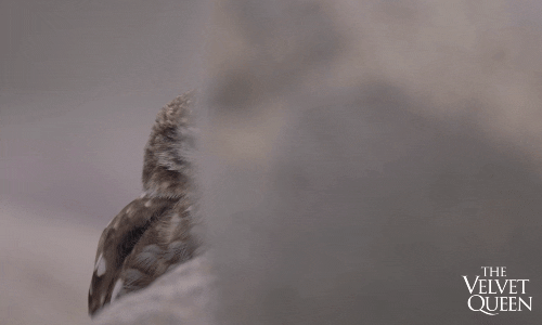 Owl Wildlife GIF by Madman Films