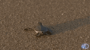 baby sea GIF