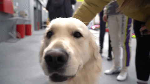 GIF by W Series