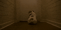 Talk To Me Dog GIF by A24