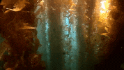 Marine Life Swimming GIF by Oceana