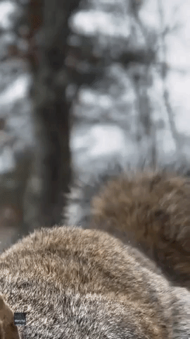 Seeds of Content: Photographer Captures Close-Up of Squirrel Enjoying Treat