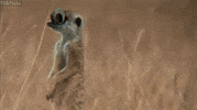 test please GIF