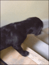 cat playing GIF