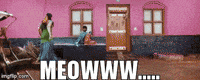 Meow Sk GIF