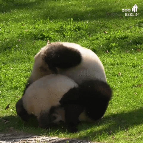 GIF by Zoo Berlin