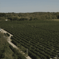 Plant Grow GIF by Exclusive Brands