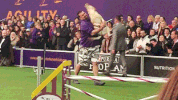dog GIF by Westminster Kennel Club