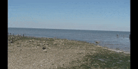 Education Biology GIF by DIIMSA Stock