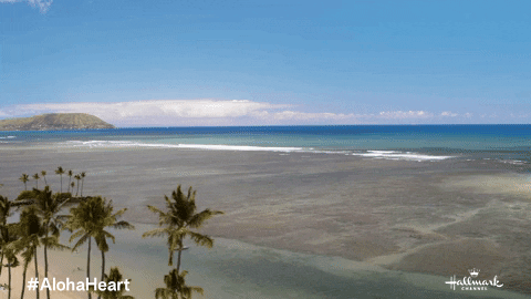 Palm Trees Beach GIF by Hallmark Channel