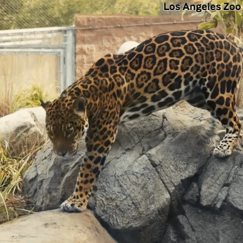 big cat jaguar GIF