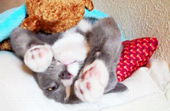 tired cat GIF