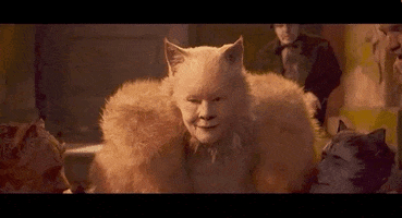 vulture cats GIF
