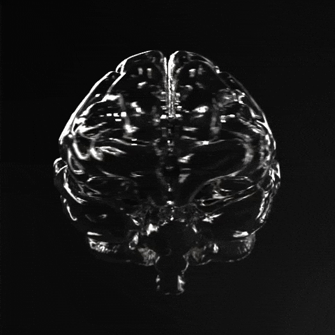 cerveau