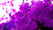 flowers signs of jealousy GIF by Lil Skies