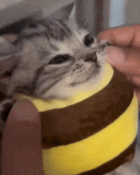 Cat Bee GIF by Respective