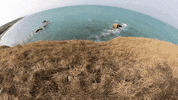 Sea Life GIF by Destination Abruzzo
