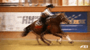 Reining Leading Ladies GIF by FEI Global