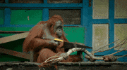 saw use GIF