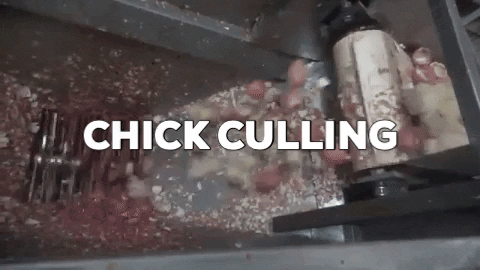 pkwilke giphygifmaker GIF