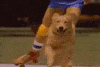 Dog Magic GIF by jOnNy'S wOrLd
