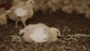 oikeuttaelaimille chicken finland chick suomi GIF