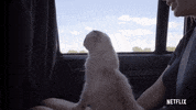 Taylor Swift Cats GIF by NETFLIX