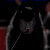 Uh Huh Shrug GIF by American Kennel Club