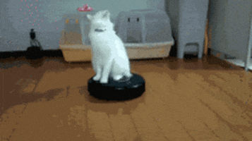 funny cat GIF