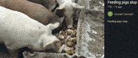 Instagram Pigs GIF