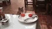 tomato steals GIF