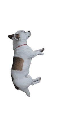 강아지 Sticker